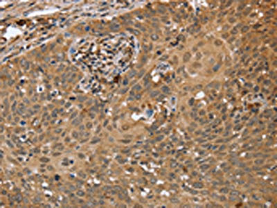 CSB-PA904948 IHC-2