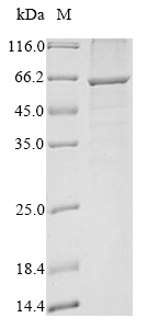 CSB-BP015980HU SDS