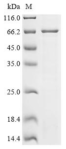 CSB-CF009196HU(F1)e1 SDS