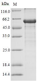 CSB-EP001975HU SDS-PAGE