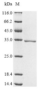 CSB-EP002631HU