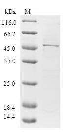 CSB-EP010126HU