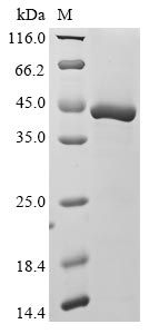 CSB-EP010152HU SDS