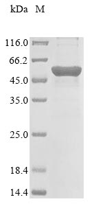 CSB-EP010316HU SDS