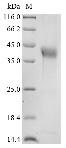 CSB-EP010691MO SDS