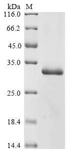 CSB-EP012458HU1