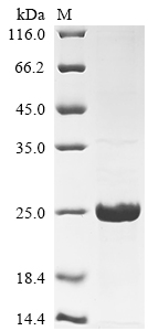 CSB-EP015215HU