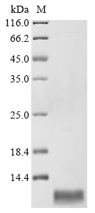 CSB-EP022728HU1