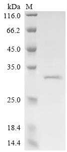 CSB-EP022978BO