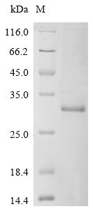 CSB-EP023363HU1