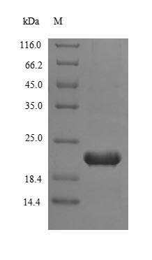 CSB-EP023391HU