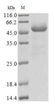 CSB-EP3325GMY SDS-PAGE