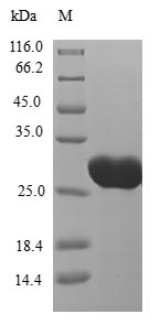 CSB-EP711093HU SDS