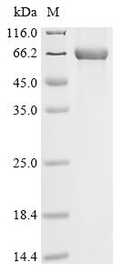 CSB-EP722493HU1 SDS