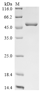 CSB-EP818358MO