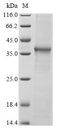 CSB-EP822275HU2