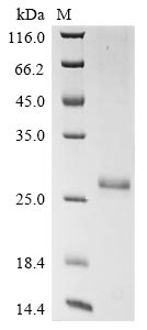 CSB-EP839359HU SDS