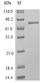 CSB-EP850851HUa0 SDS-PAGE