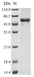 CSB-EP880648RA