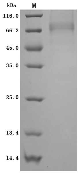 CSB-MP001707HU(A4) SDS