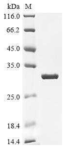 CSB-MP004370HU(A4)