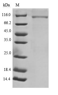 CSB-MP004900HU SDS-PAGE