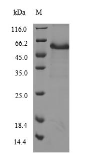 CSB-MP004936HU1 SDS