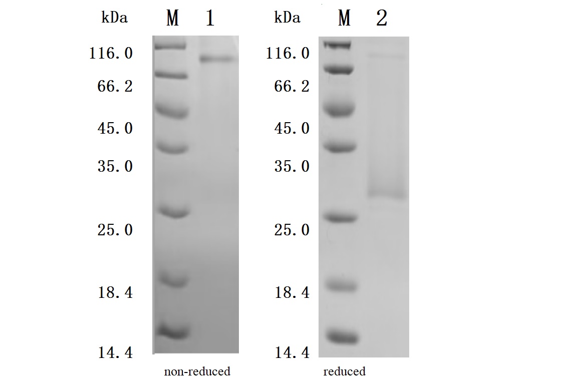 CSB-MP004954HU1 SDS