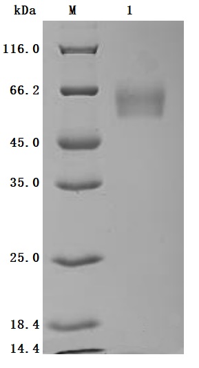 CSB-MP005168HU SDS