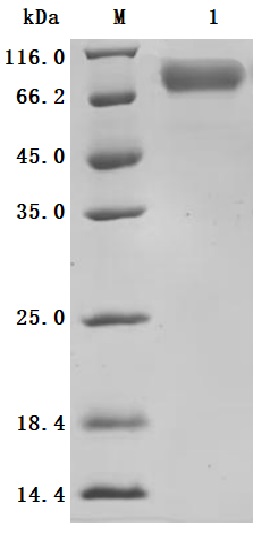 CSB-MP007125HU SDS