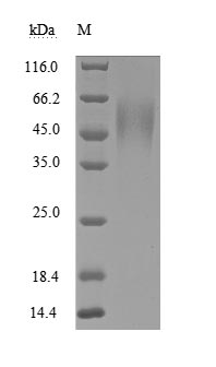 CSB-MP010958HU1-SDS