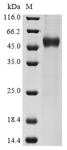 CSB-MP011593HU