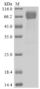 CSB-MP011661HU1 SDS