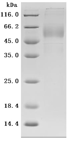 High Purity Validated by SDS-PAGE