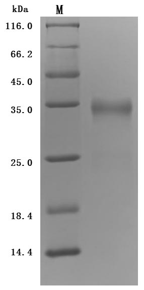 CSB-MP018727HU1d7