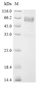 CSB-MP022416HU