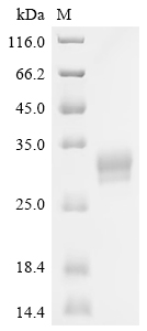 CSB-MP023992HU1-B