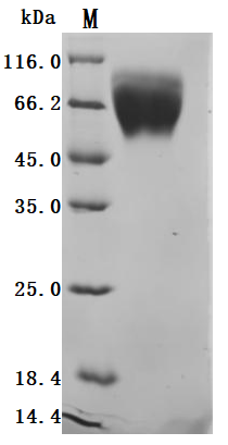 CSB-MP024093HUb0-SDS