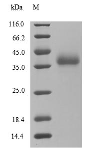 CSB-MP348663HQE-SDS