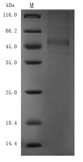 CSB-MP3536MOV SDS-PAGE