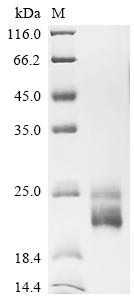 CSB-MP619083HU