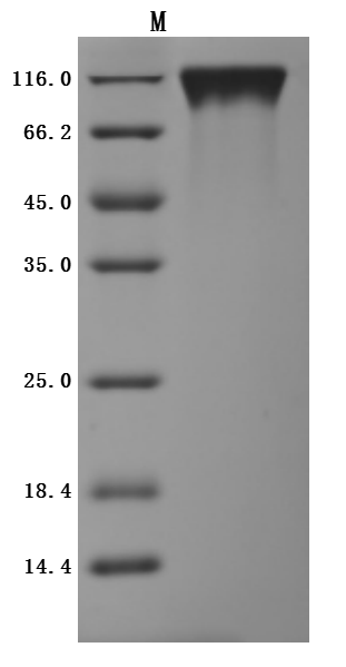 CSB-MP621519HU SDS