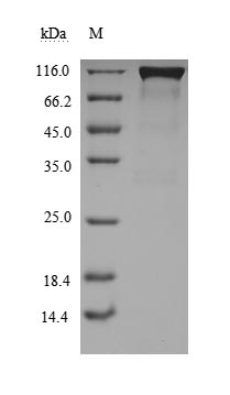 CSB-MP684964PAL SDS