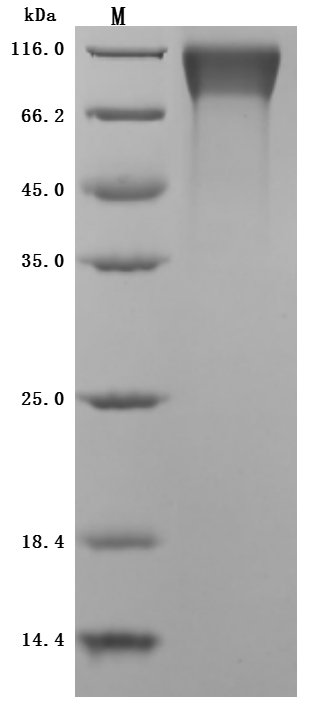 CSB-MP723346MO SDS