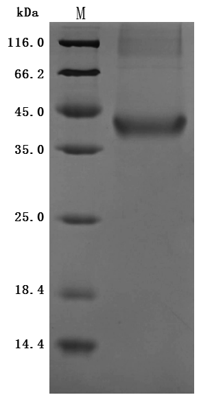 CSB-MP764932HU-SDS