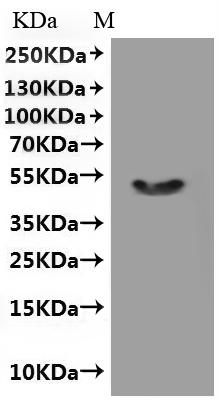 CSB-MP768757HU1