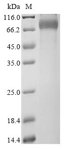 CSB-MP838814HU