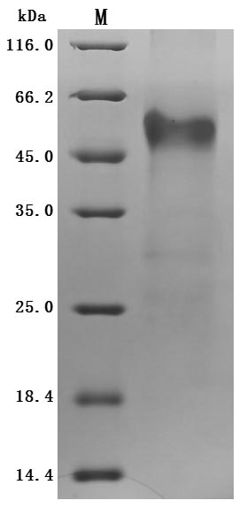 CSB-MP862025HUd9-SDS