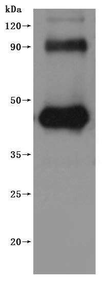 CSB-MP882153HU WB