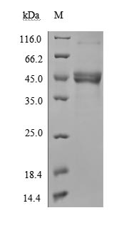 CSB-MP891791HU-SDS